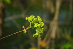 green buds maple branch