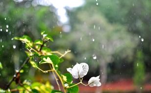 white petals of bougainvillea flowers