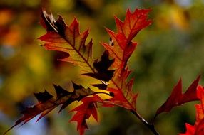 red autumn leaves at blurred background