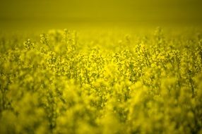 yellow canola countryside field