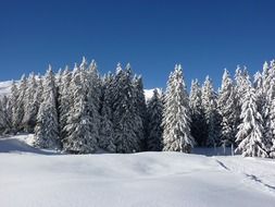 magic winter forest