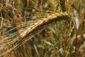 Golden ear of barley close-up on blurred background