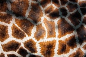 giraffe's coat, spotted fur macro