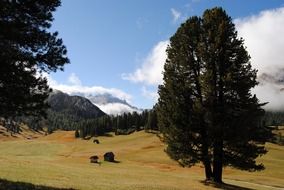 alpine trees in the meadow
