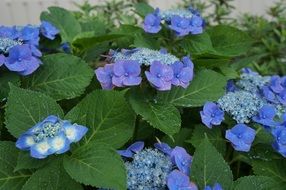 hydrangea flowers in the garden