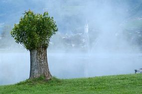 astounding lonely tree