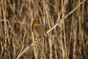 robin bird on a dry blade of grass