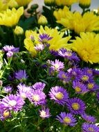 yellow and lilac garden flowers