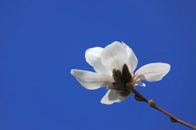 magnolia blossom on the blue sky