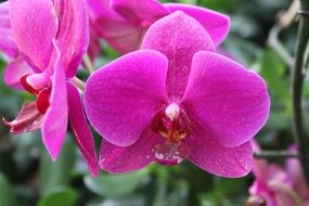 Pink orchid flowers in the garden