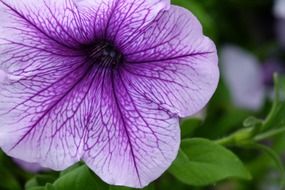 purple flower with green leaves close up