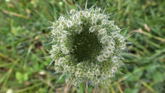 wild carrot green seeds