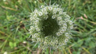 wild carrot green seeds