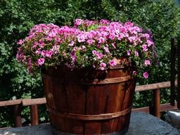 Pink flowers in container