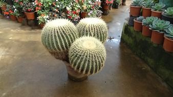 big round cactus sort