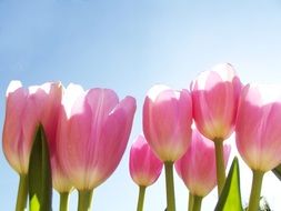 Tulips at the sunlight
