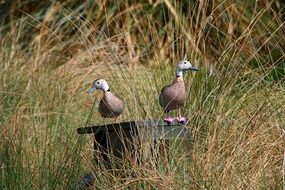 two ringed teals ducks at top of birdhouse in grass