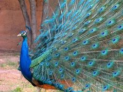 Peacock with the beautiful colorful feathers