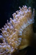 anemones in the sea
