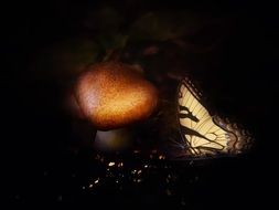 butterfly near a mushroom in a dark forest