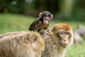 barbary ape family