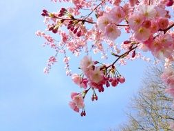 Picture of the sakura tree