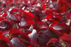 plants with red leaves