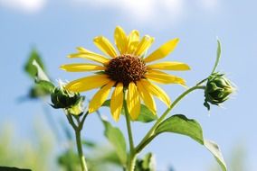 impressive wild sunflower