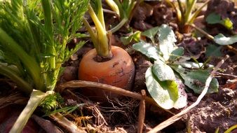 organic carrots in garden bed