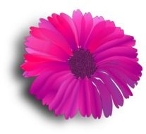 isolated fuchsia flower
