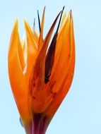 colorful bird of paradise flower