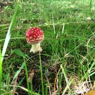 fly agaric mushroom forest in autumn