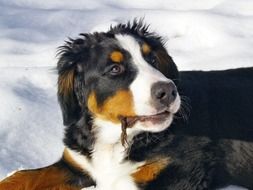 bernese mountain dog in the snow close up