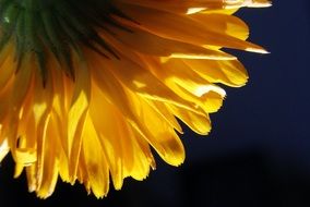 flower petals nature