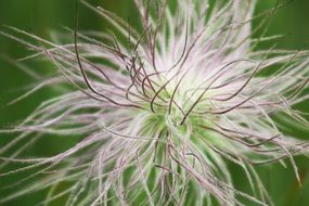 amazing beauty mountain flower