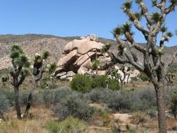 Yucca National Park is a tourist attraction California