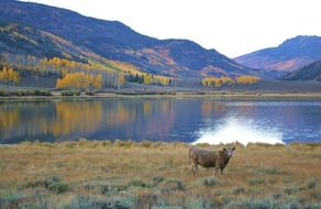 Cow near the water and mountains