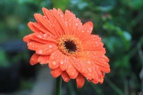 red gerbera flower plant with water drops