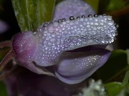 purple wisteria in drops of water close-up