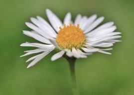 white daisy on blurred background