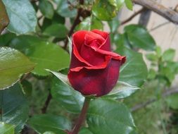 velvet rose in the garden on a blurred background