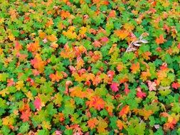 colored foliage on the ground scenery