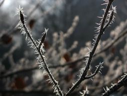 tree branches in the hoarfrost