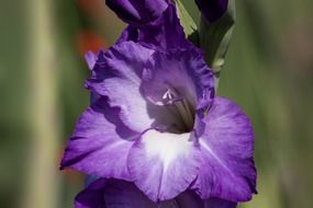 summer gladiolus sword flower