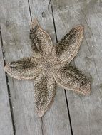 dead starfish on wooden boards