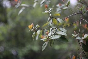 plant with small dark green leaves