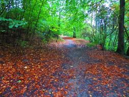 pathway in the bright green forest