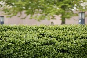 Green hedge in a park