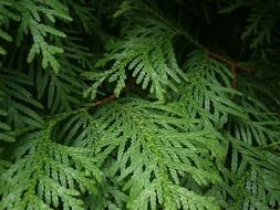 green branches of thuja