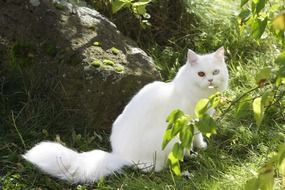 White domestic cat sitting on the green grass